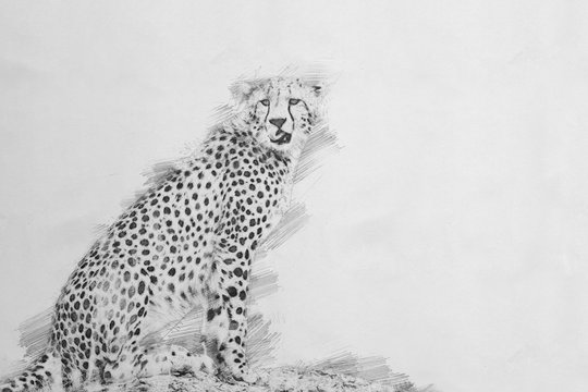 Cheetah. Sketch with pencil