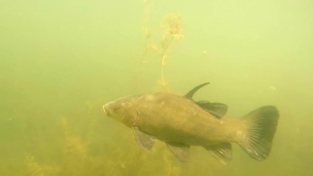 The Tench or Doctor Fish - Tinca tinca. Underwater footage from fish pond.