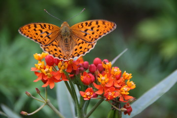 Obraz premium Butterfly