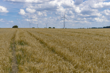 Corn fields in summer in Hunsrueck / Germany