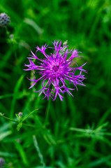 flower cornflower pink