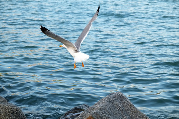 Beautiful landscape with a gull