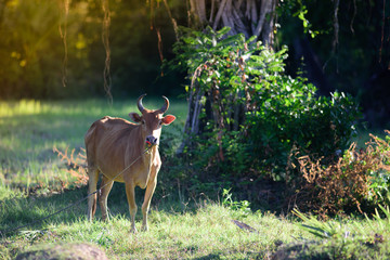 The cow among the green field.