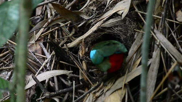 Parent bird feeding their babies.
Juvenile hooded pitta ( Pitta Sordida ) with full plumage was feeding with earth worm and ready to leave the mound nest.
