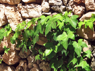 Hedera helix Linné