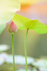 budding pink lotus