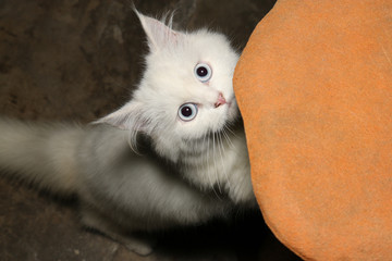 White Persian cat is climbing at toy flash light