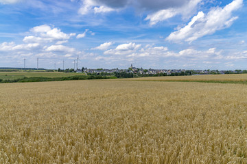 Corn fields in summer in Hunsrueck / Germany