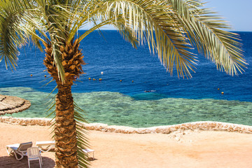 Palm in front of corel reef and red sea