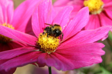 Gartenblume