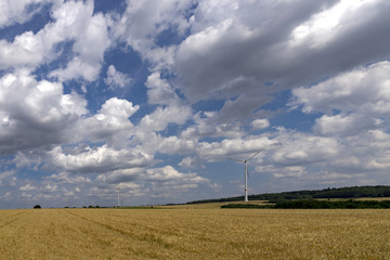 Wind turbine in corn fields in summer in Hunsrueck / Germany