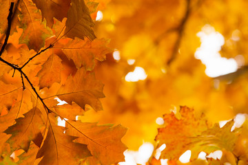 Yellow maple leaves on a twig in autumn