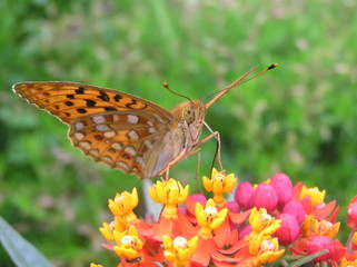 Schmetterling
