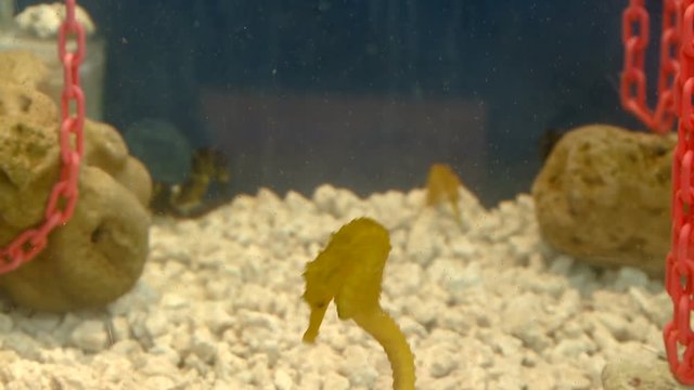 Seahorse  is Swimming in the Aquarium Water Sea
