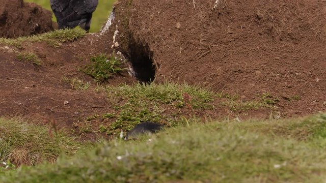Atlantic puffins on Lunga