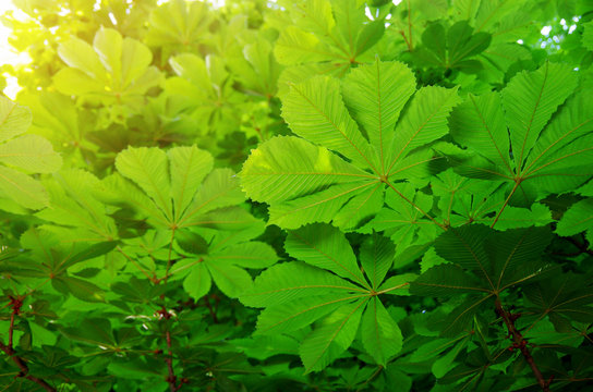 The green leaves of chestnut