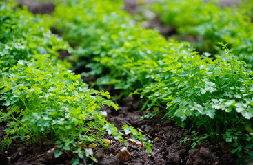 parsley in the garden
