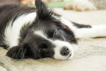 あまりの暑さにヘバるワンちゃん