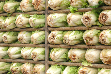 Fresh chinese cabbage
