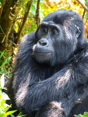 Cute female gorilla in natural habitat, Uganda, Africa