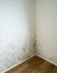 mildew and mold on an apartment wall