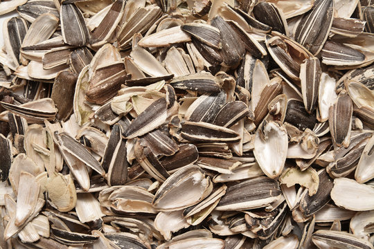 sunflower seeds shells