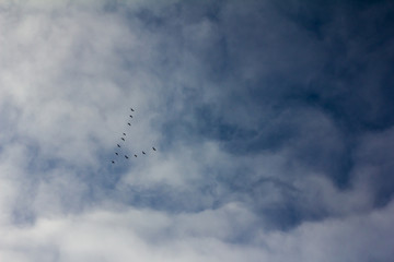 Silhouettes of a wedge of flying wild geese forming an arrow