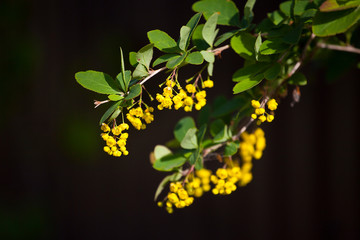 Yellow branch of a tree on a dark background