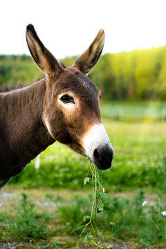 Portrait of a brown donkey outside in the field