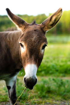 Portrait of a brown donkey outside in the field