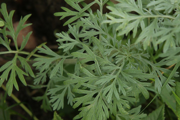 Wormwood Artemisia absinthium in garden.  Wormwood plant used for herbal medicine.