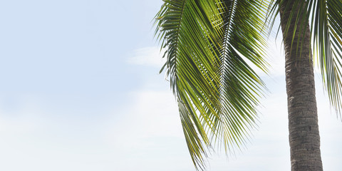 palm tree tropical green and blue sky