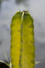 Cactus tree