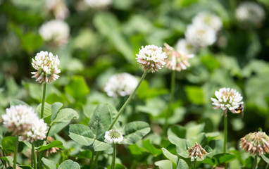Fototapeta premium White flowers on a clover
