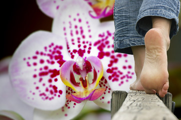 senteur nature - orchidée