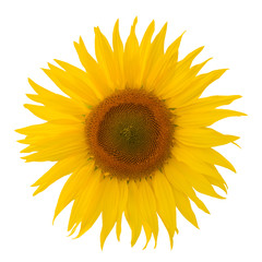 Sonnenblume Blüte freigestellt auf weissem Hintergrund mit Blättern - sunflower, free,...