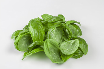 ingredient for Caprese salad. Bunch of Basil herb leaves  isolated on white background.