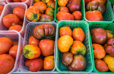 Fototapeta na wymiar Organic fresh yellow, red, and orange tomatoes 