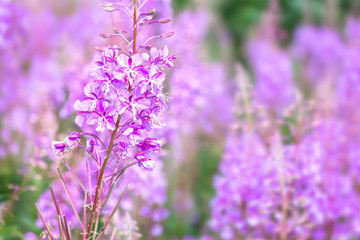 Naklejka premium Willowherb on a glade