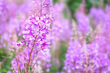 Willowherb on a glade