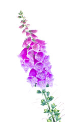 Digitalis of a garden on white