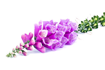 Digitalis of a garden on white © Pavel Parmenov