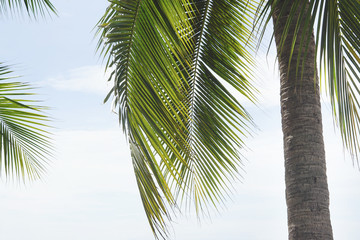 palm tree tropical green and blue sky