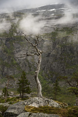 Mountain landscape in Norway with an old dry tree in the rocks - 165549247
