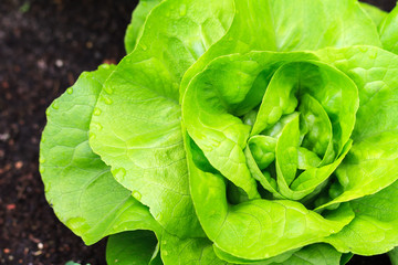 Beautiful close up of fresh and green home-grown Butterhead lettuce (Lactuca sativa) in the garden
