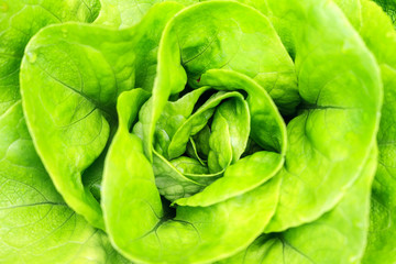 Beautiful close up of fresh and green home-grown Butterhead lettuce (Lactuca sativa) in the garden
