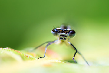 Close up portrait of a beautiful Azure damselfly (Coenagrion puella) in the Netherlands
