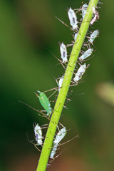 Pea Aphids (Acyrthosiphon pisum), or plant lice, on the stem of a plant in the garden
