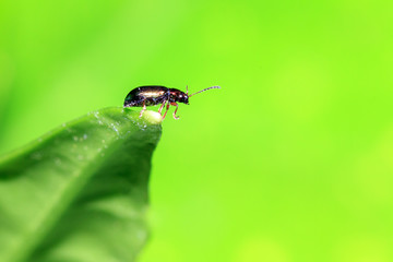 Small leaf beetle (pres. The Cereal Leaf Beetle (Oulema melanopus)) on a leaf with a green background