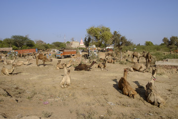 Nagaur Cattle Fair is a place for the locals to gather, buy and sell their cattle